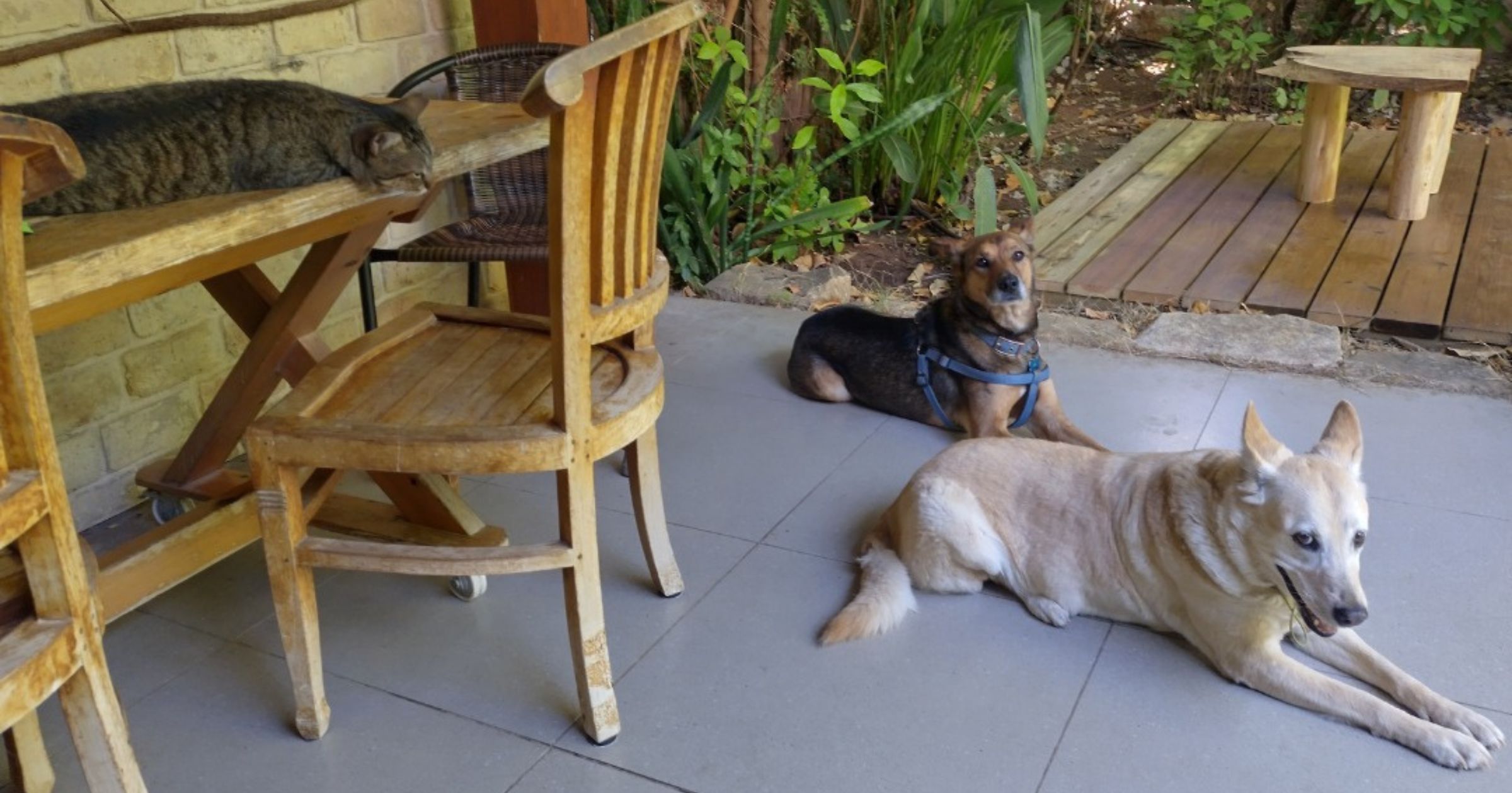 помощь животным в войну